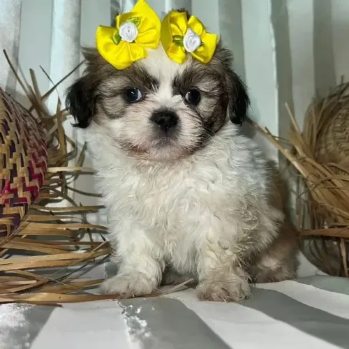 Seu novo companheiro Shih Tzu está aqui