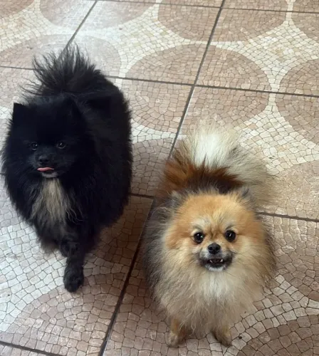 Lindo casal de LULU