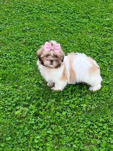 Filhote Shihtzu fêmea - Com Pedigree Vacinada e Vermifugada