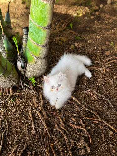 Persa padrão pet fêmea branca ?