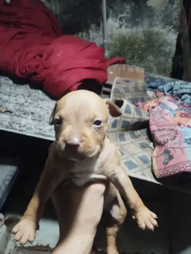 Cachorro Pitbull
