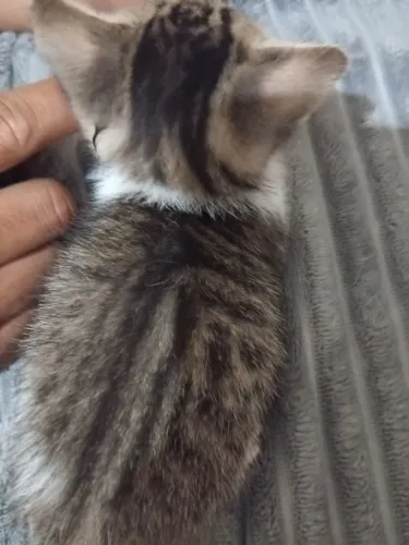 Gatinho para doar