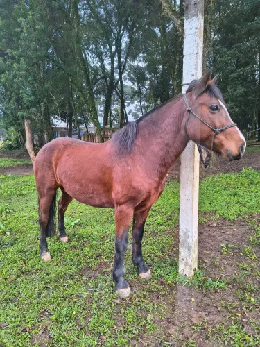 Cavalo crioulo 
