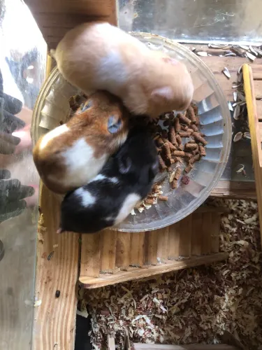Hamster