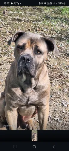 Cane Corso para cobertura