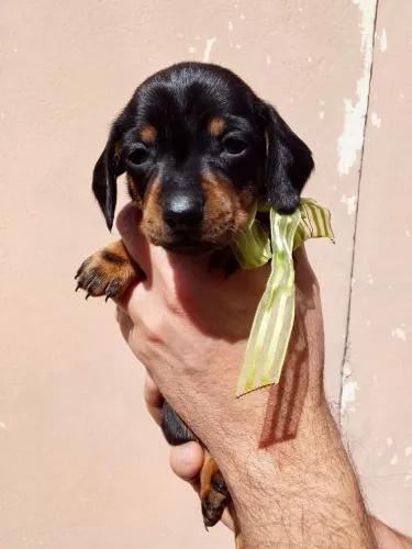 Vende-se cachorro salsicha 