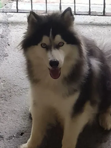 Hukys siberiano para doação