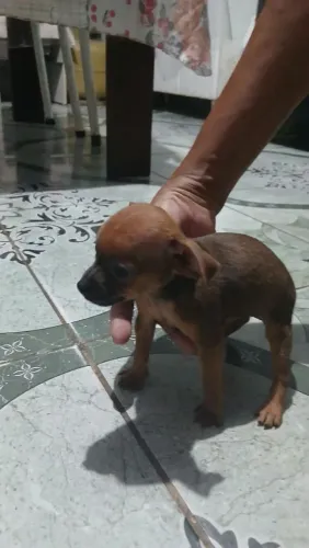 Cachorro pinscher