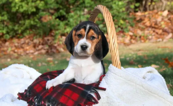 Beagle,Beagle Filhote Selecionado Alta Procedência