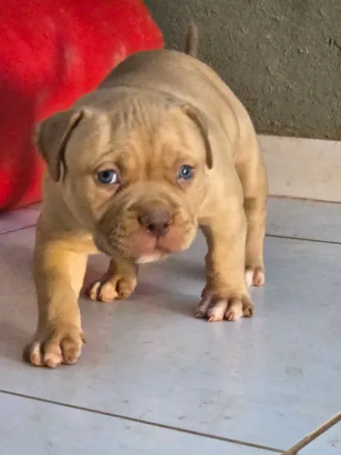 VENDE-SE Filhotes Brazilian Bull (Pit Monster)