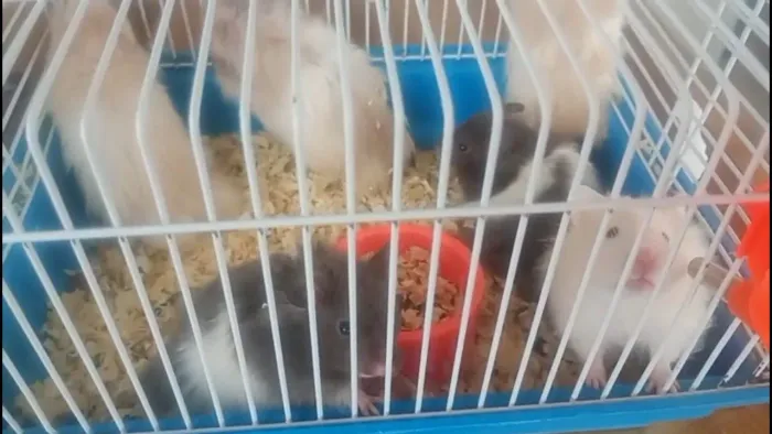 Hamster Sírio