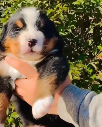 Filhotes de Bernese | Filhotes super carismáticos!