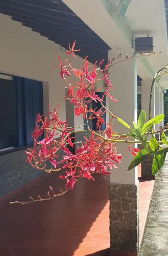 Muda de Orquídea Renanthera Vermelha 