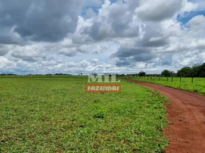 Fazenda 54 Alqueires (261 hectares) Acreuna - GO