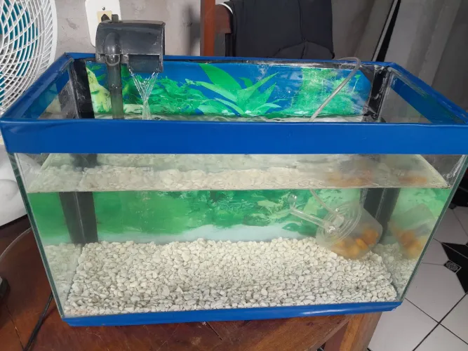 Aquário com acessórios $150