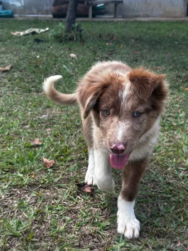 Filhotes de Border Collie