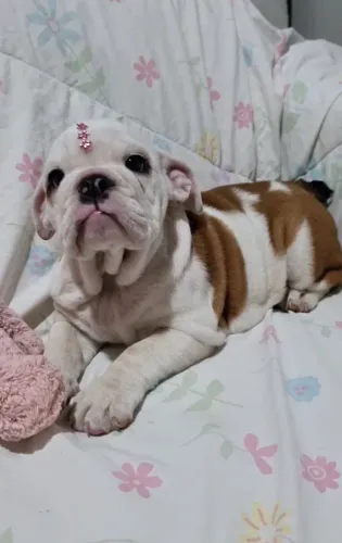 Buldogue inglês 