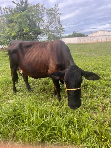 Vendo vaca girolanda leiteira com Bezerra
