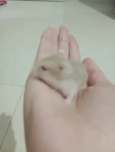 Hamster anão russo 