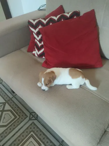 Jack Russell o cachorro do filme o máscara um casal R$ 3.000,00 o filhote.