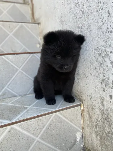 Filhotes de Chow Chow preta fêmeas 