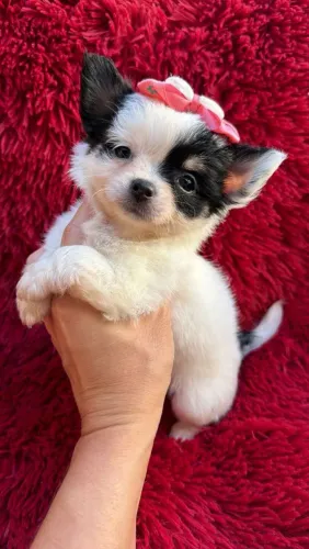 Chihuahua fêmea Pêlo longo preto e branco - Uma bela piratinha.!