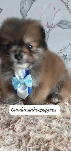spitz alemão anão bebes disponíveis fotos reais garanta hoje seu