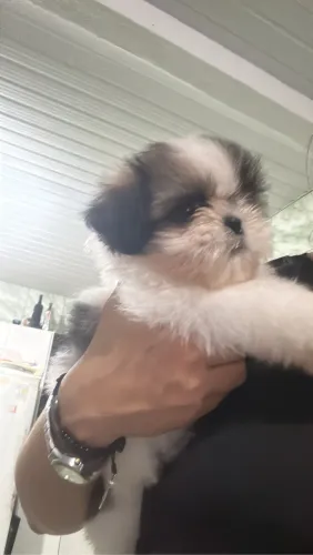 Shih tzu macho micro