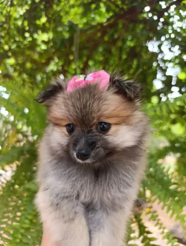 Lula da Pomerânia