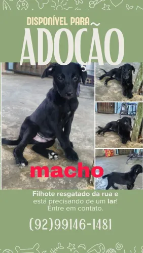 Filhote macho cachorro doação 