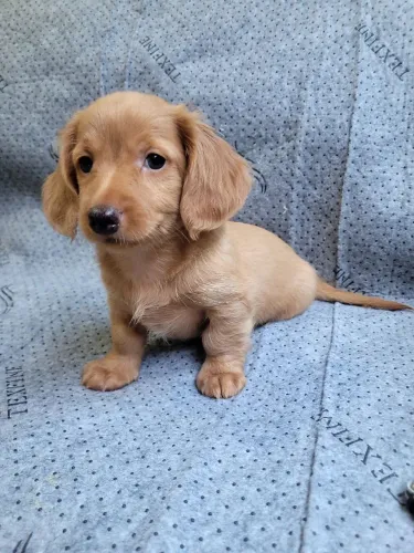 Dachshund Macho pelo longo liso creme 