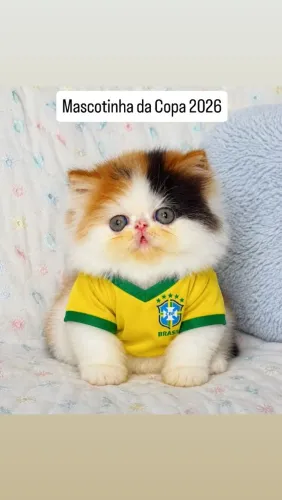Gata persa 