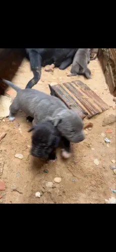 Pitbull Monster 