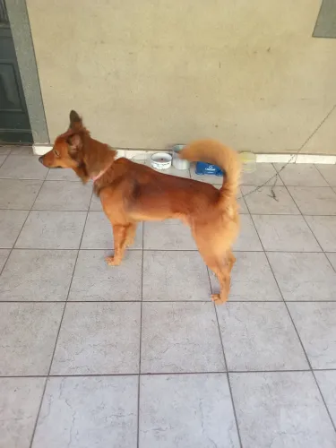 PESSOA PARA CUIDAR DE PET EM SUA CASA OU CHÁCARA