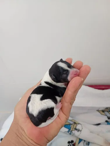 Pinscher 0