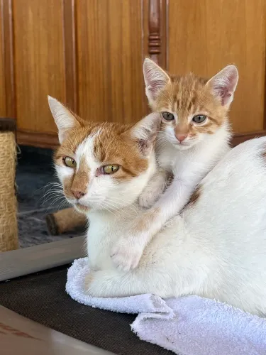 Gatinhos bebês para adoção 