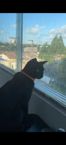 gata preta pra adoção