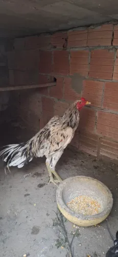 frango