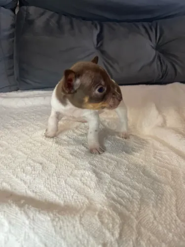 Filhotes Pinscher machos