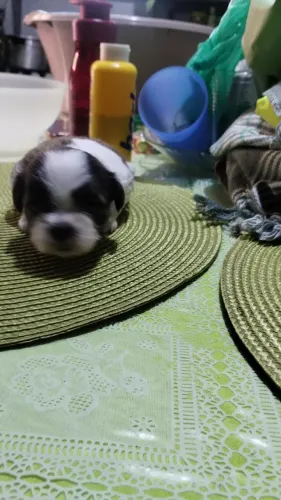 Filhotes de Shitzu macho e fêmea interessado chama no WhatsApp *