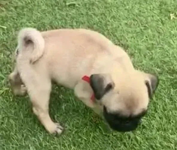 Pug Cachorrinhos disponíveis para quem ama pets