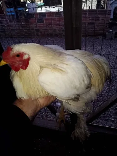 Frango brahma 
