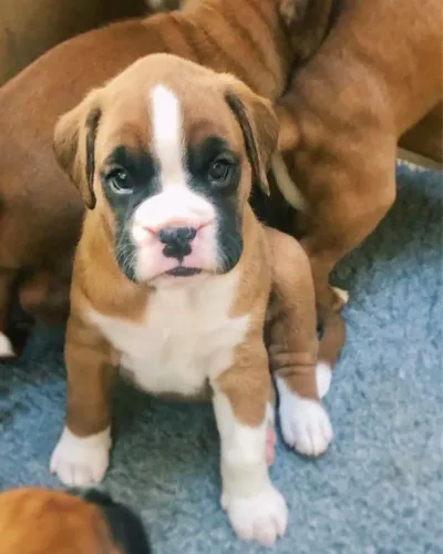 Filhotes De Boxer - Vacinado E Vermifugado, 60 Dias