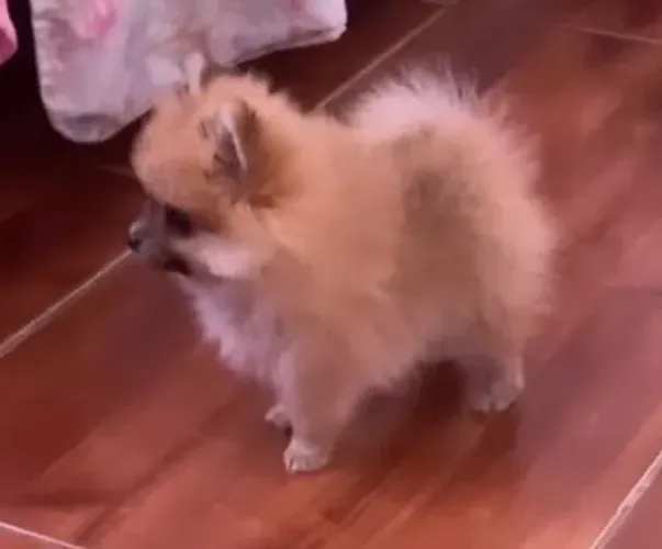 Lulu da pomerania macho