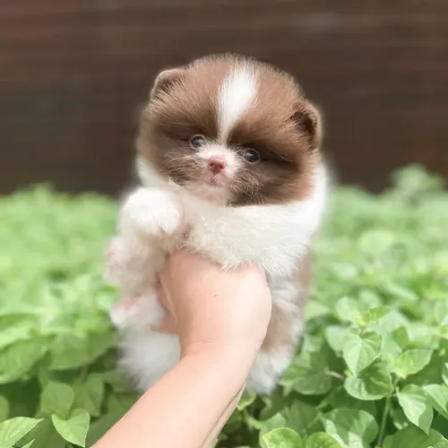 Ursinhos Chocolates com Olhinhos verdes Lulu da Pomerânia