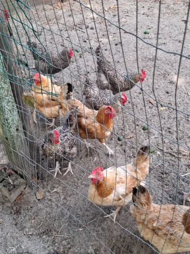 Vendo galinhas 