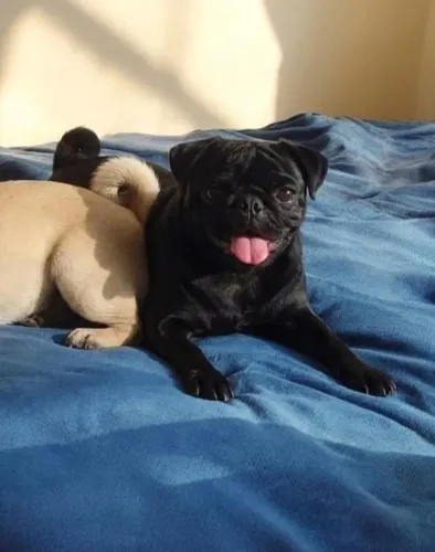 Pug macho 2 anos não castrado