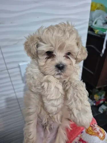 Ilhasa mestiço