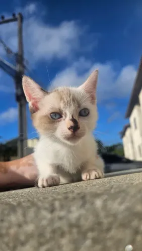 Gatinha filhote