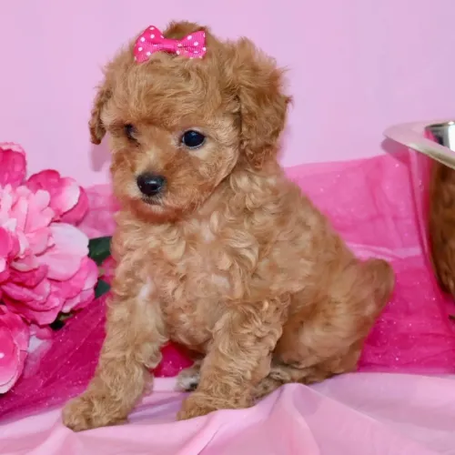 Poodle Toy Red: Pelagem exótica